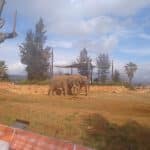 elephants