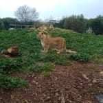 lions(1)